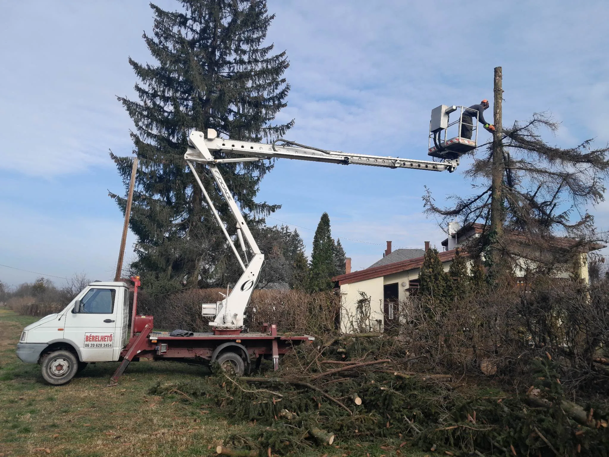 Veszélyes fa kivágás